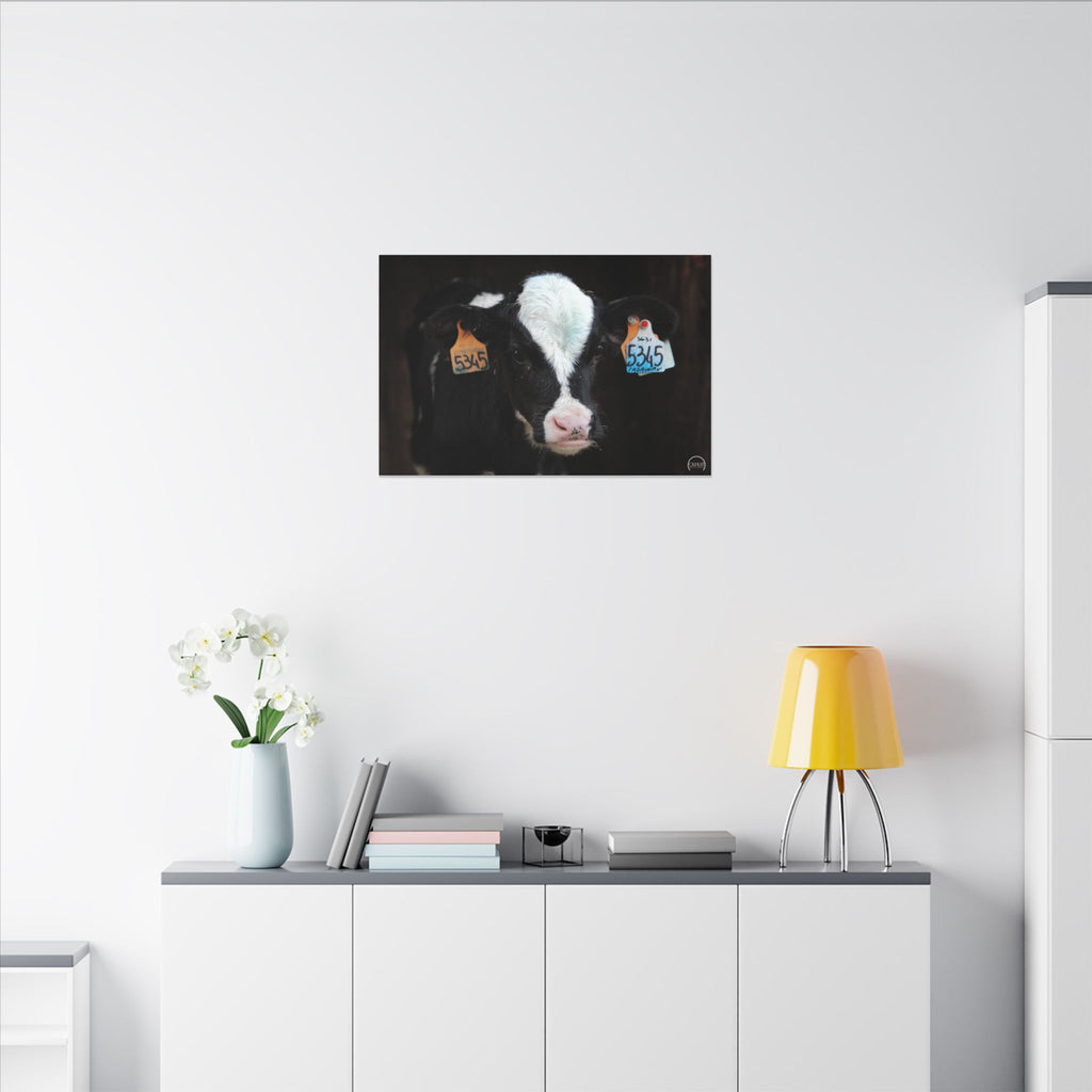 Calf Portrait Matte Canvas Wall Art — Black & White Cow Farm Photography