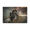 Dairy Farm Canvas Print — Rustic Feeding Cows Wall Art (Matte Stretched)