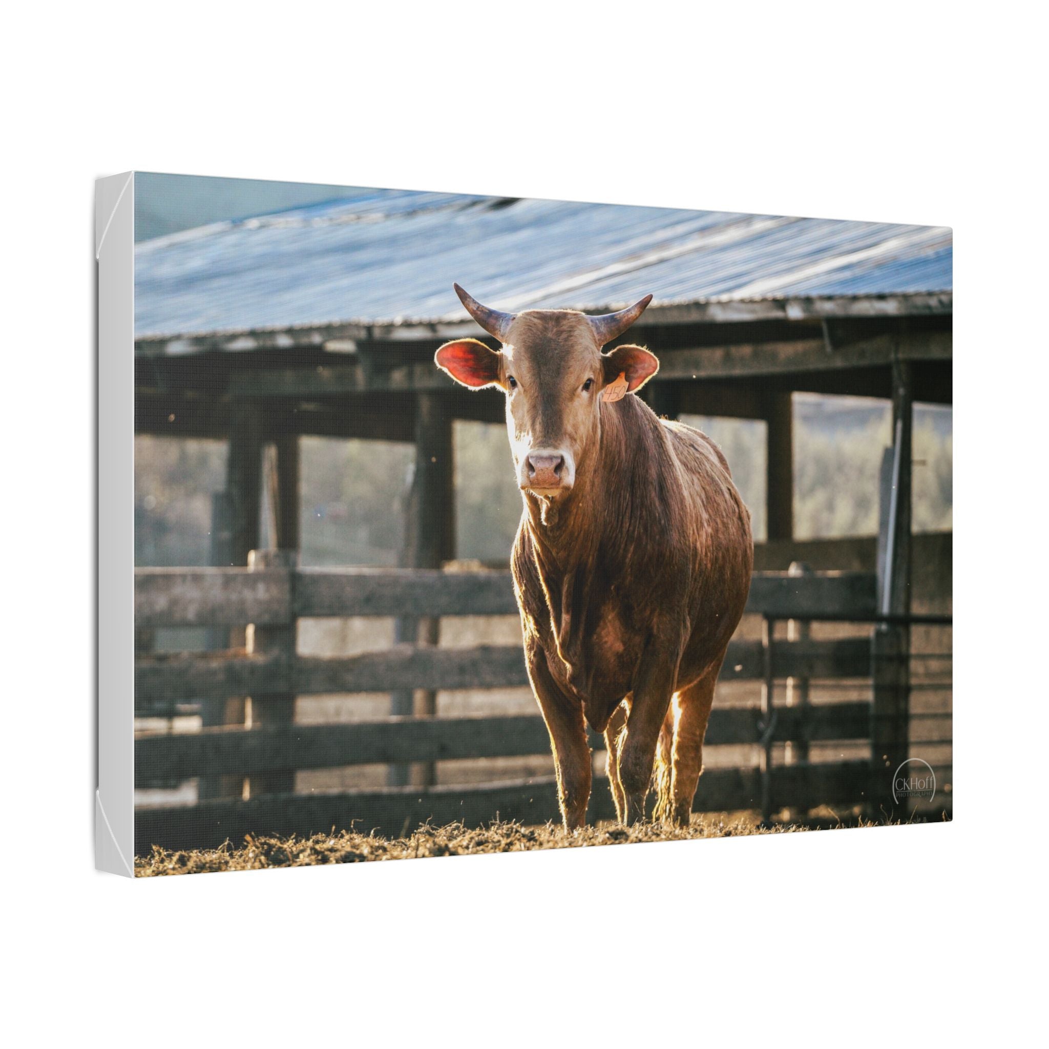 Rustic Farmhouse Bull Photo Canvas – Stretched Wall Art