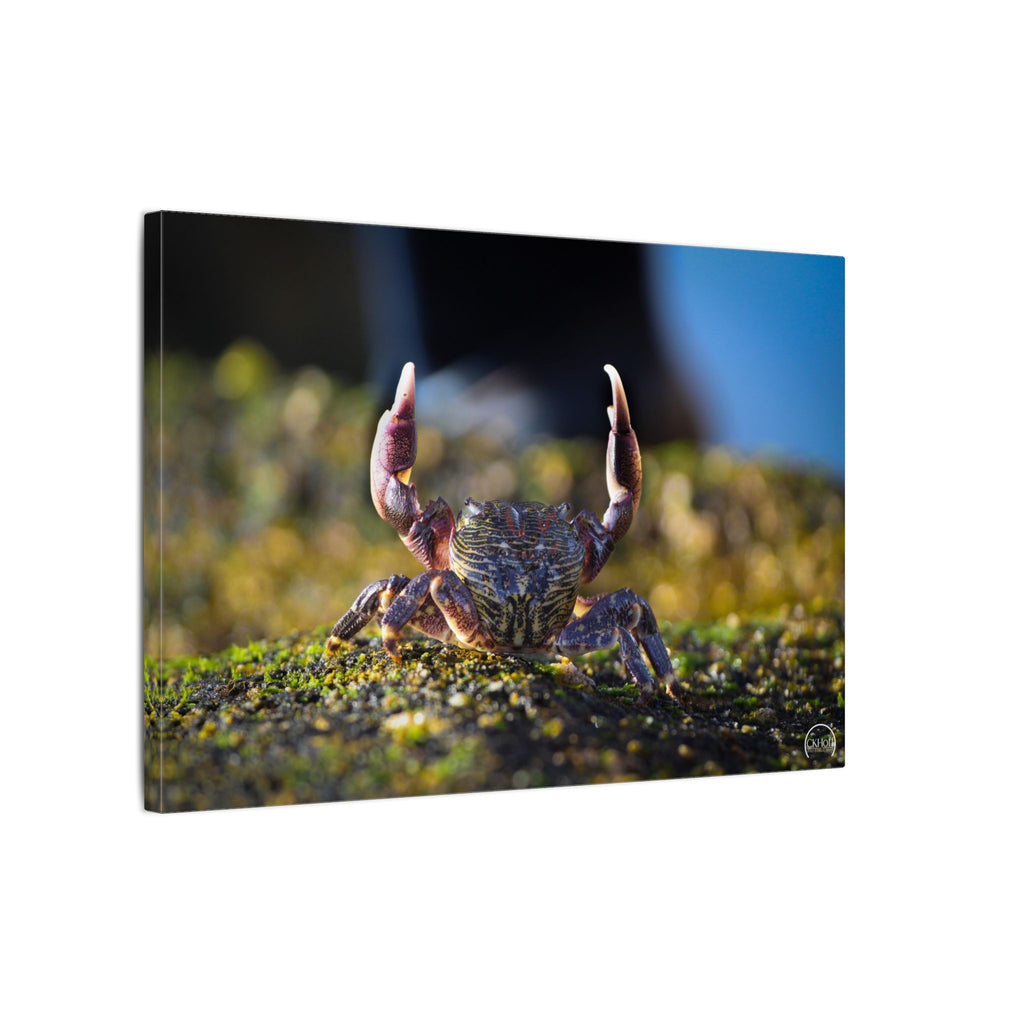 Crab Close-Up Matte Canvas Print — Coastal Wildlife Wall Art