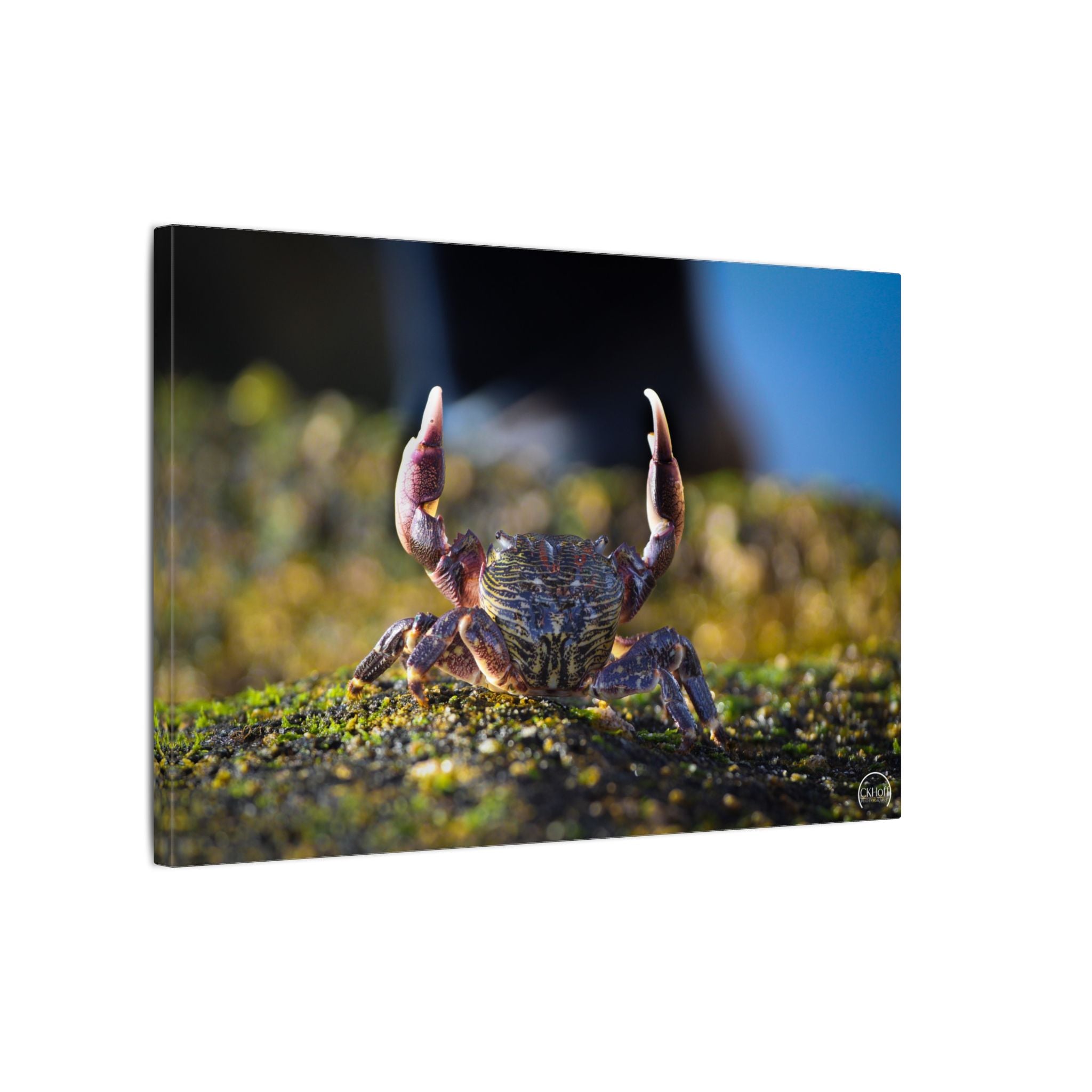 Crab Close-Up Matte Canvas Print — Coastal Wildlife Wall Art