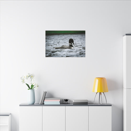 Common Loon Canvas Wall Art — Matte Stretched Wildlife Photography