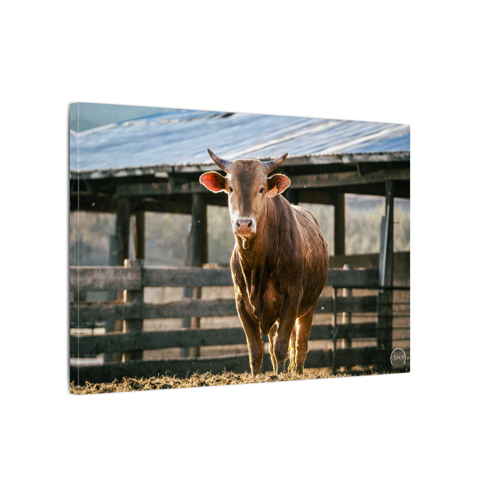 Farmhouse Bull Photo Canvas Print — Rustic Barnyard Wall Art