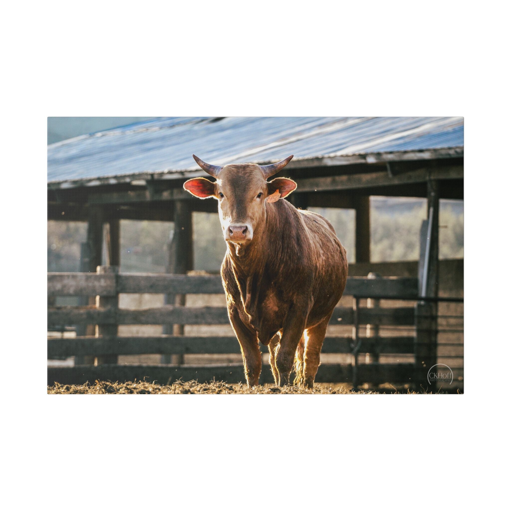 Rustic Farmhouse Bull Photo Canvas – Stretched Wall Art
