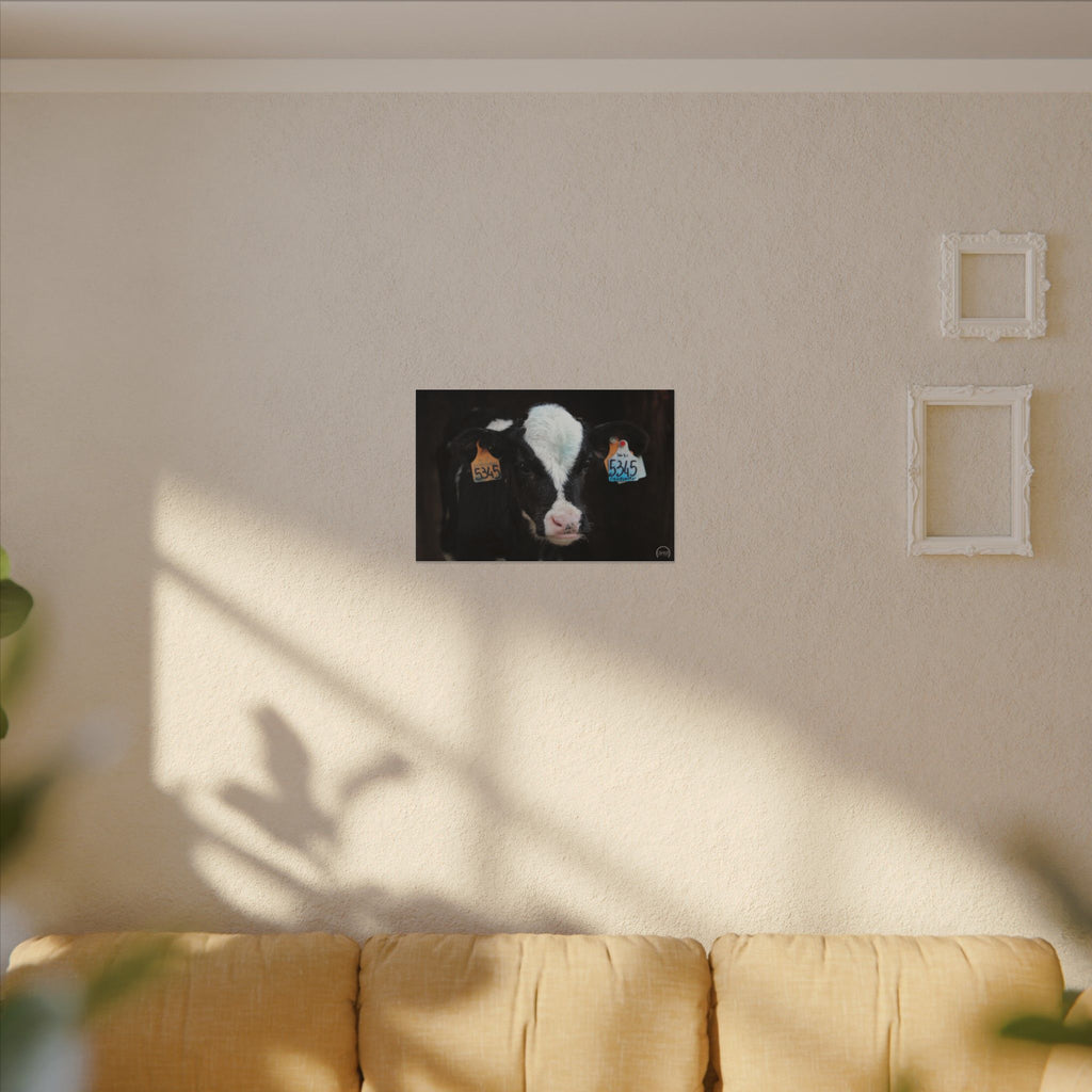 Calf Portrait Matte Canvas Wall Art — Black & White Cow Farm Photography
