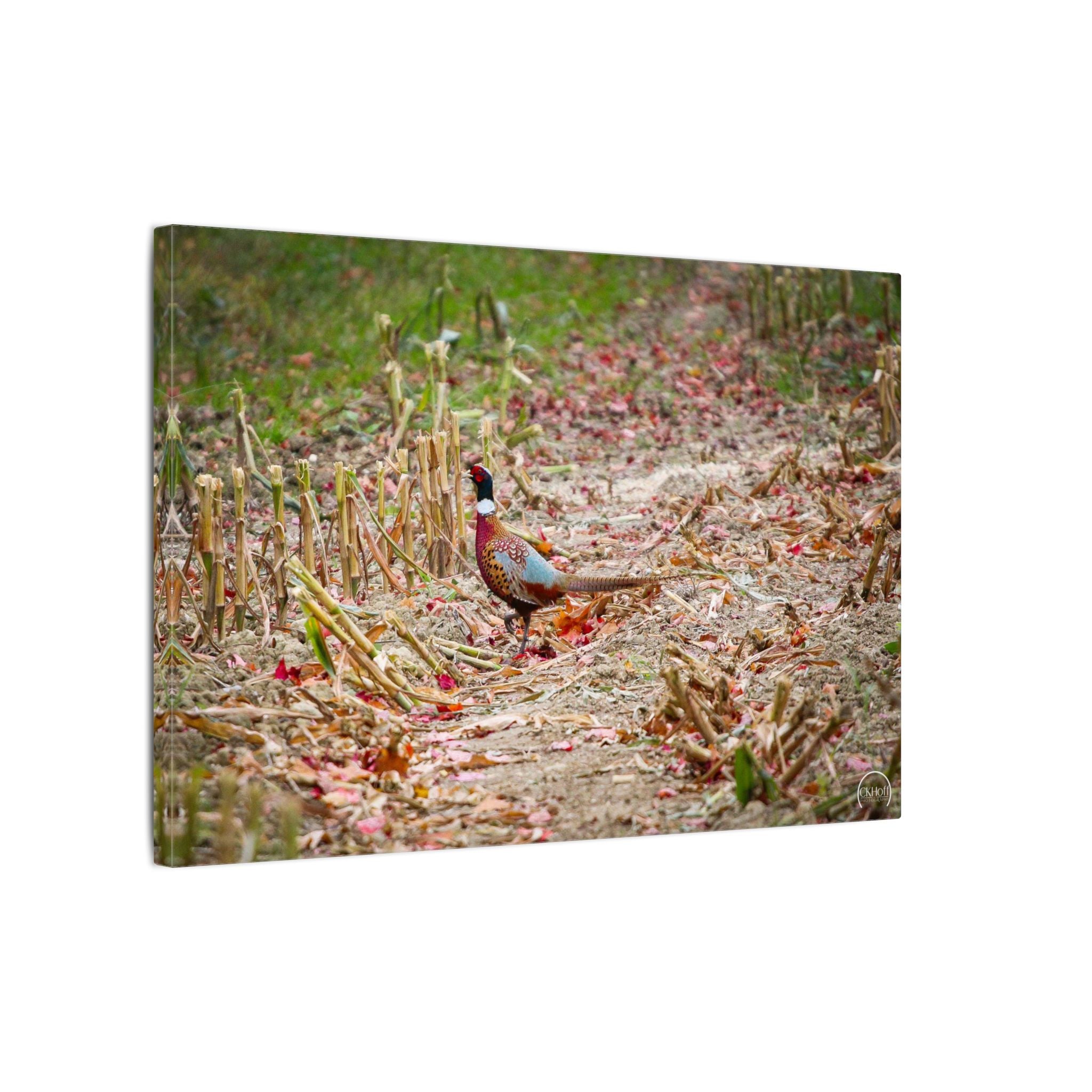 Pheasant Wildlife Matte Canvas Print — Stretched Nature Wall Art