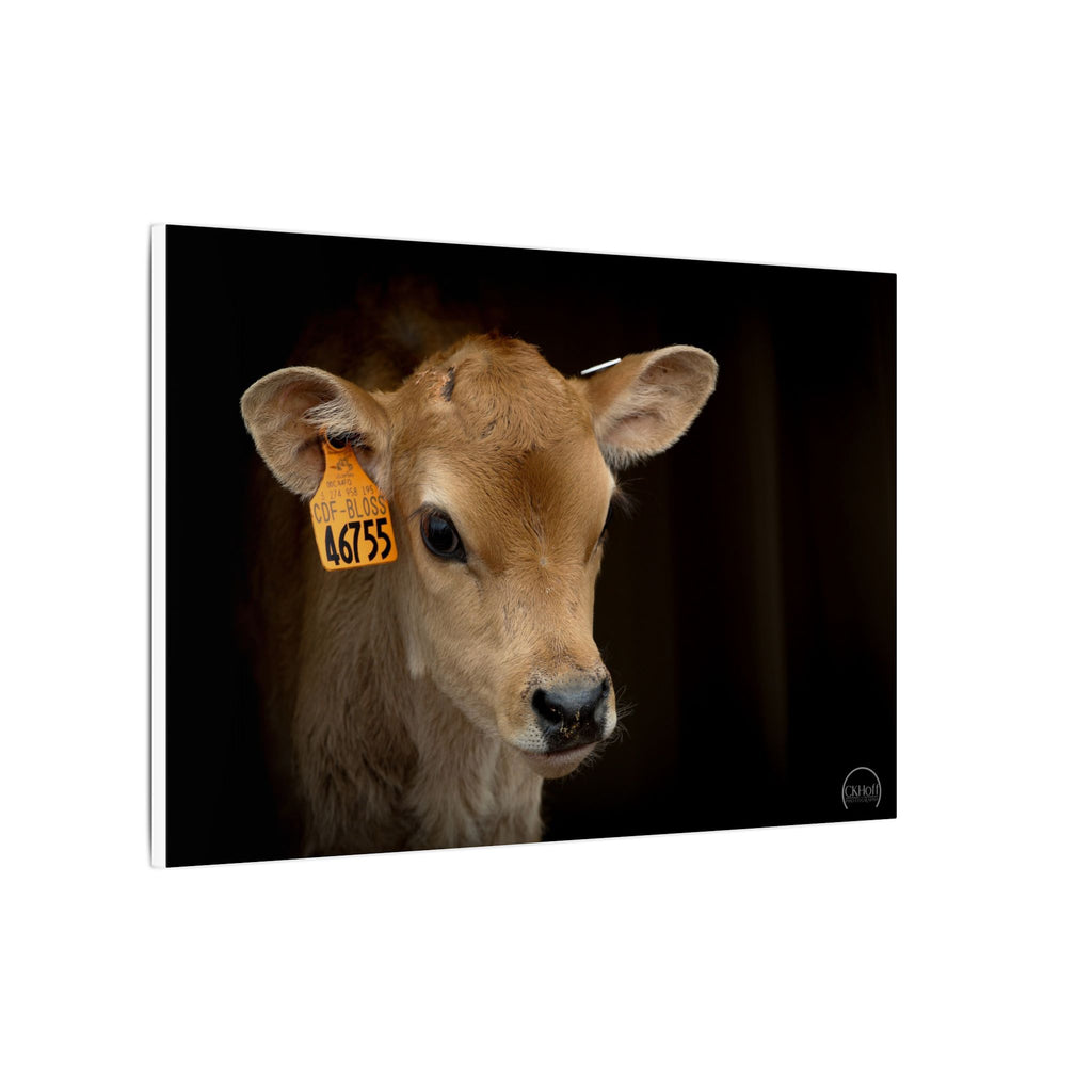 Jersey Calf Portrait Canvas Print — Rustic Farm Animal Wall Art