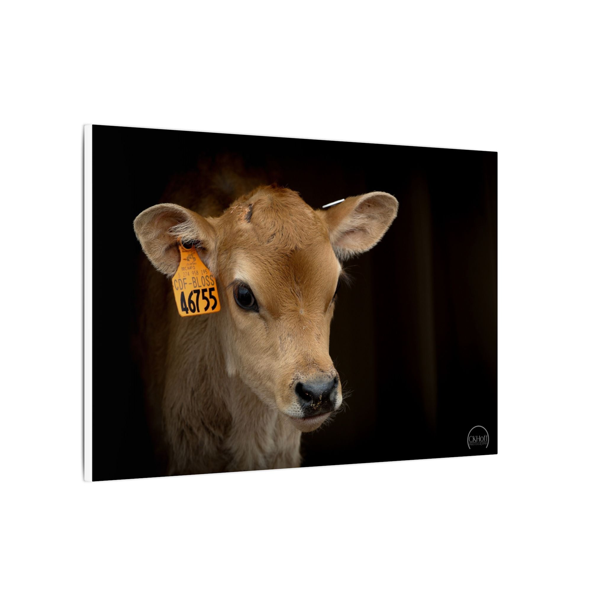 Jersey Calf Portrait Canvas Print — Rustic Farm Animal Wall Art
