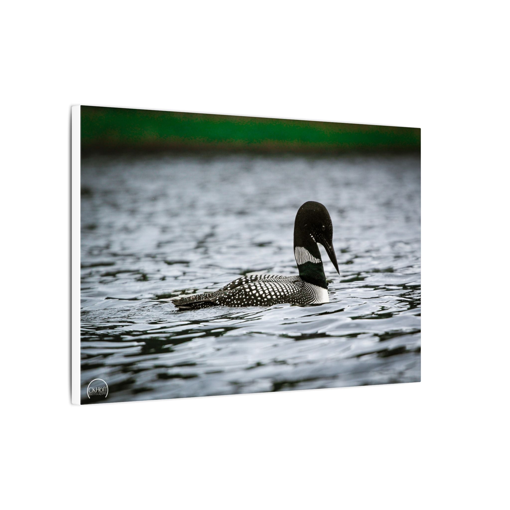 Common Loon Canvas Wall Art — Matte Stretched Wildlife Photography