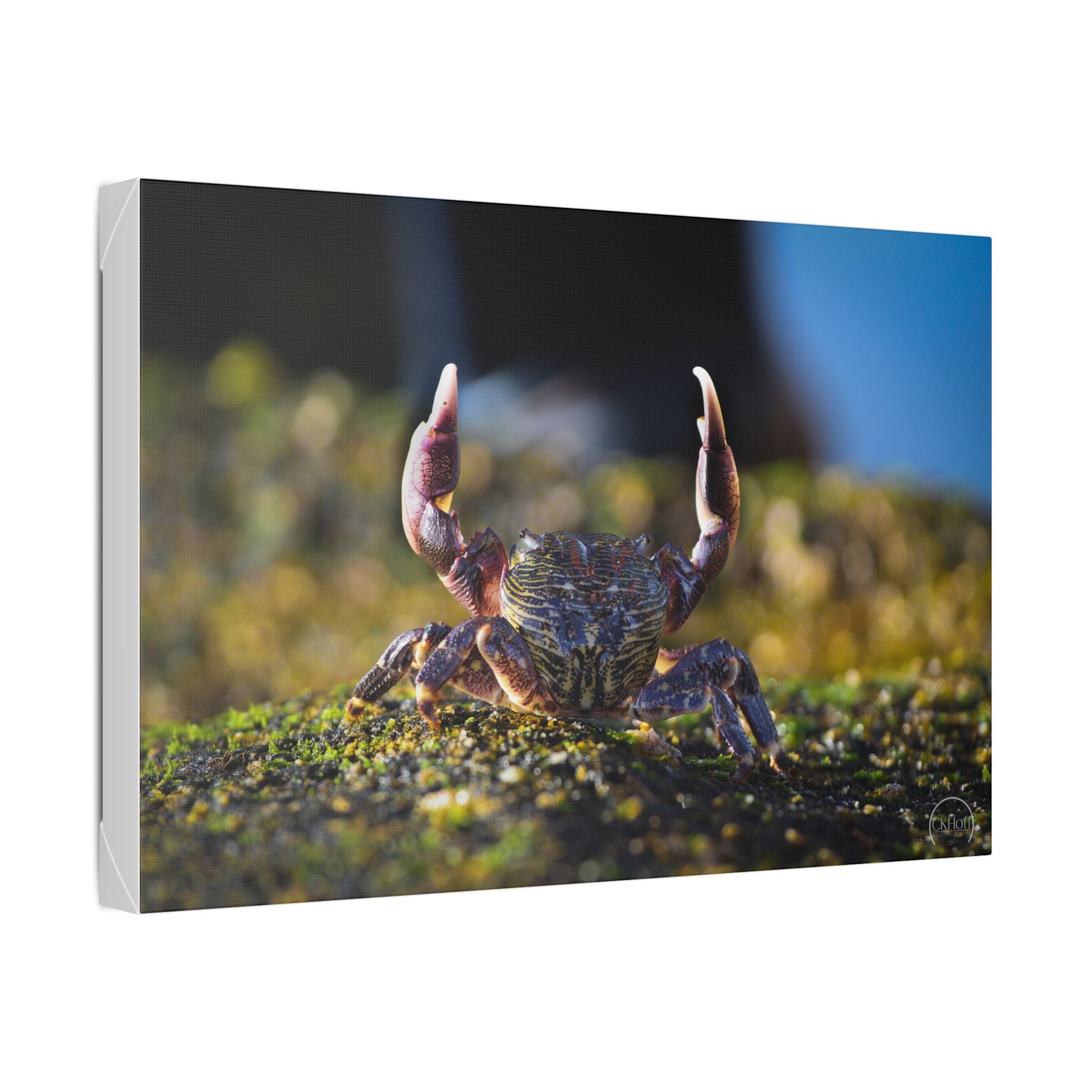 Crab on Moss Canvas Print — Coastal Nature Photography Wall Art