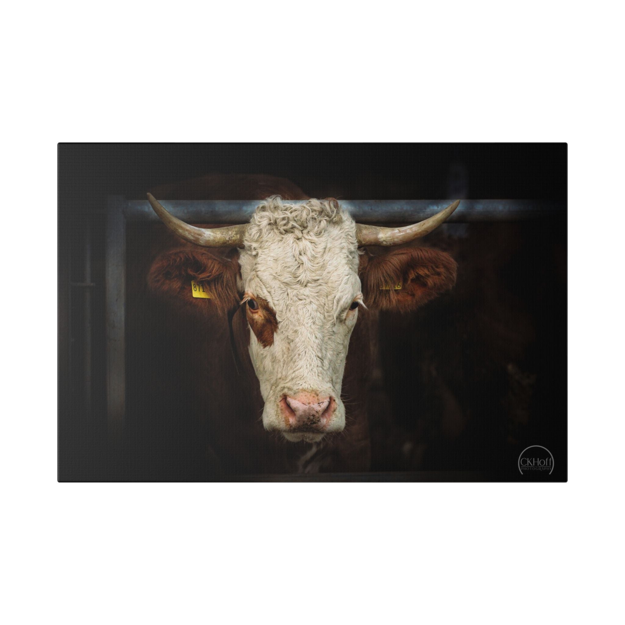 Horned Cow Portrait Canvas — Rustic Farmhouse Wall Art