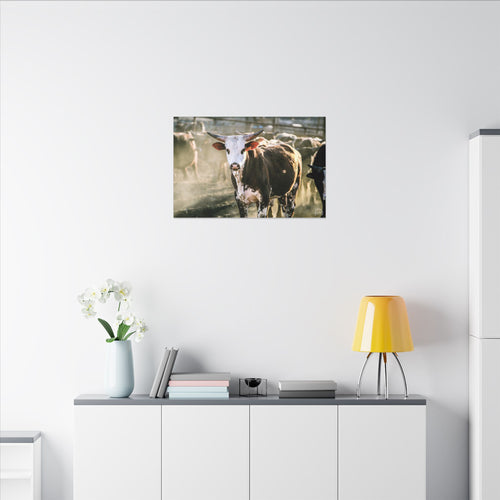 Bucking Bull Matte Canvas Print — Rustic Farmhouse Wall Art