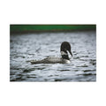 Common Loon Canvas Wall Art — Matte Stretched Wildlife Photography