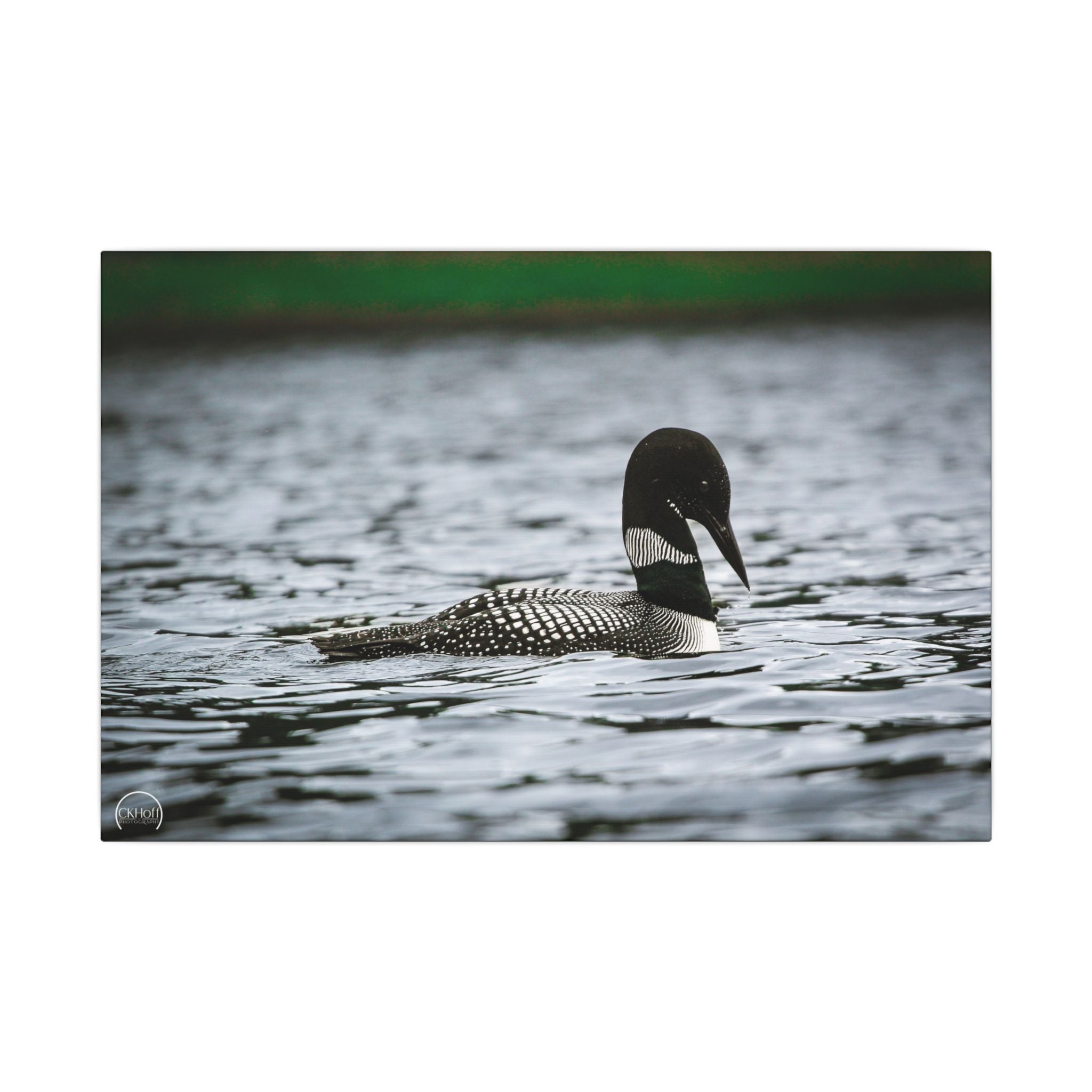 Common Loon Canvas Wall Art — Matte Stretched Wildlife Photography
