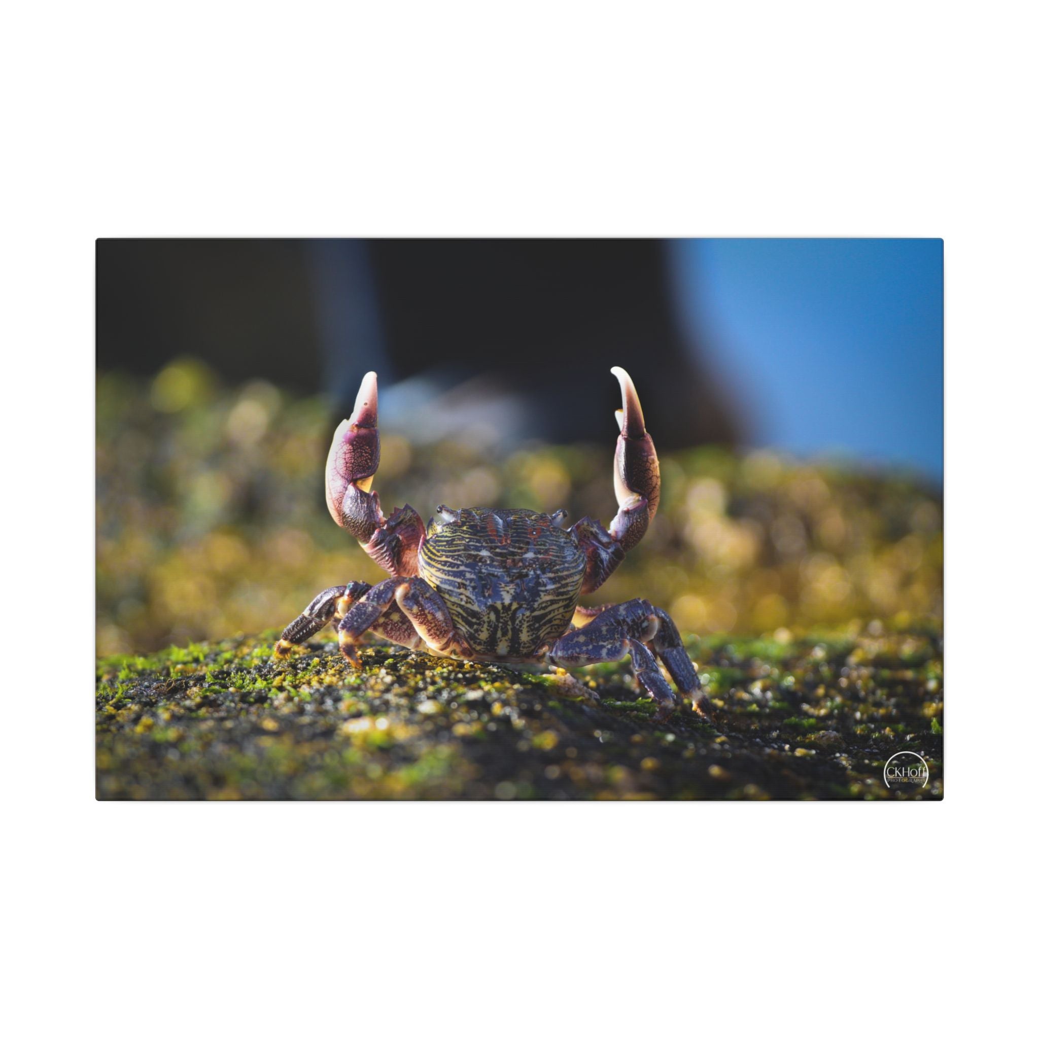 Crab Close-Up Matte Canvas Print — Coastal Wildlife Wall Art
