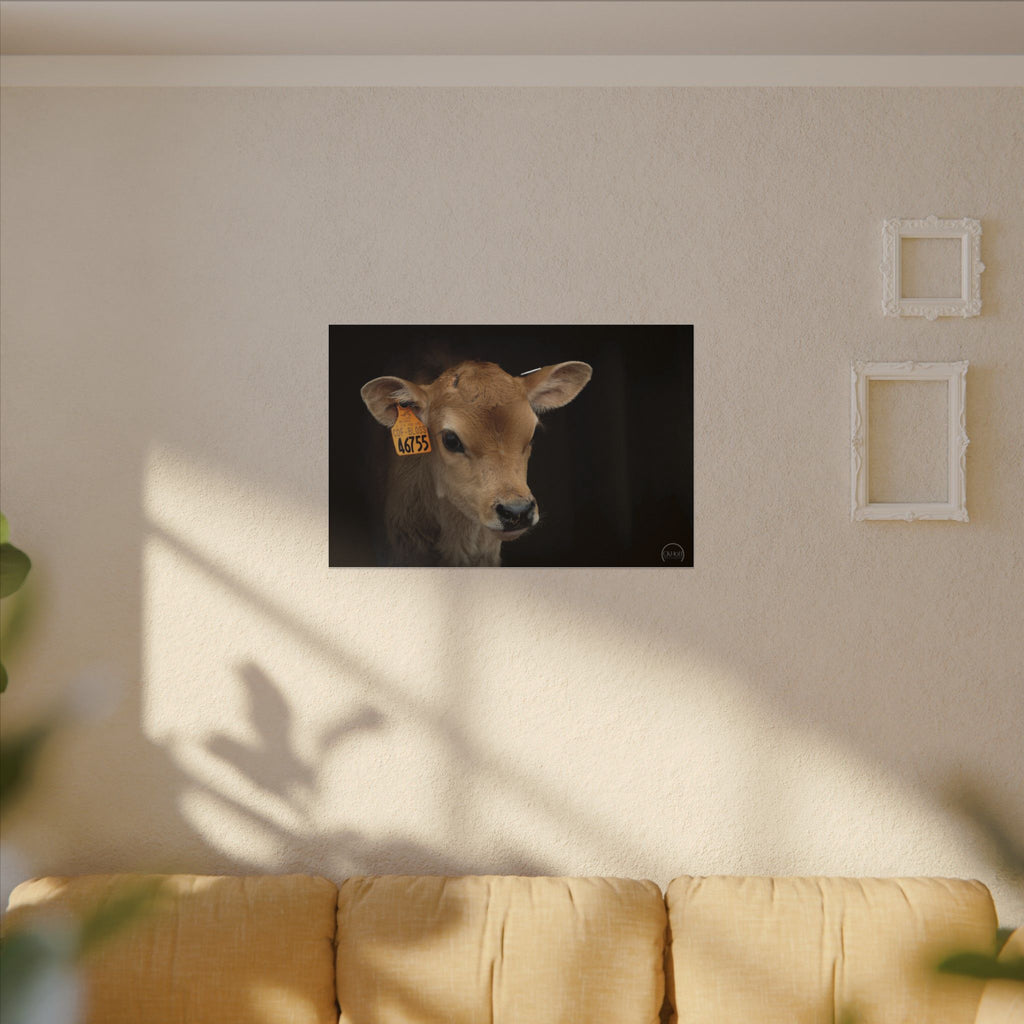 Jersey Calf Portrait Canvas Print — Rustic Farm Animal Wall Art
