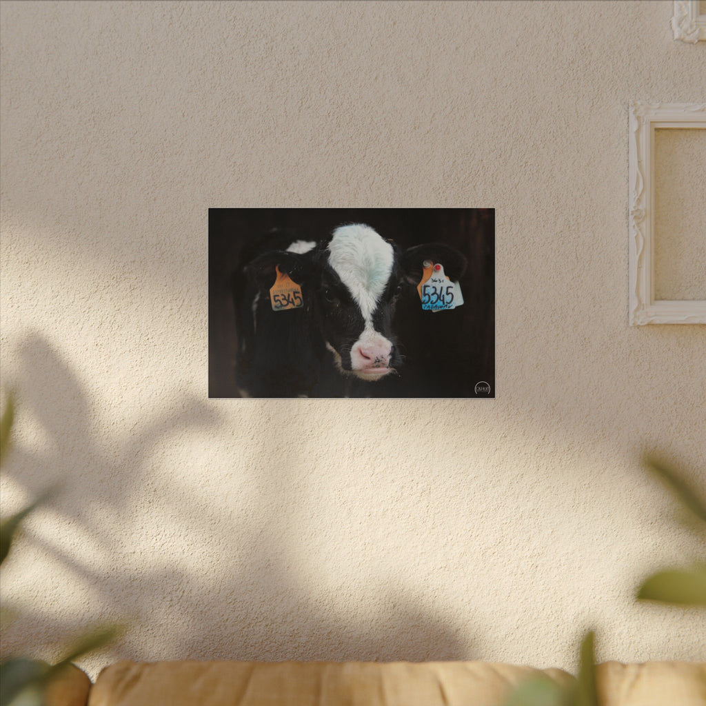 Calf Portrait Matte Canvas Wall Art — Black & White Cow Farm Photography