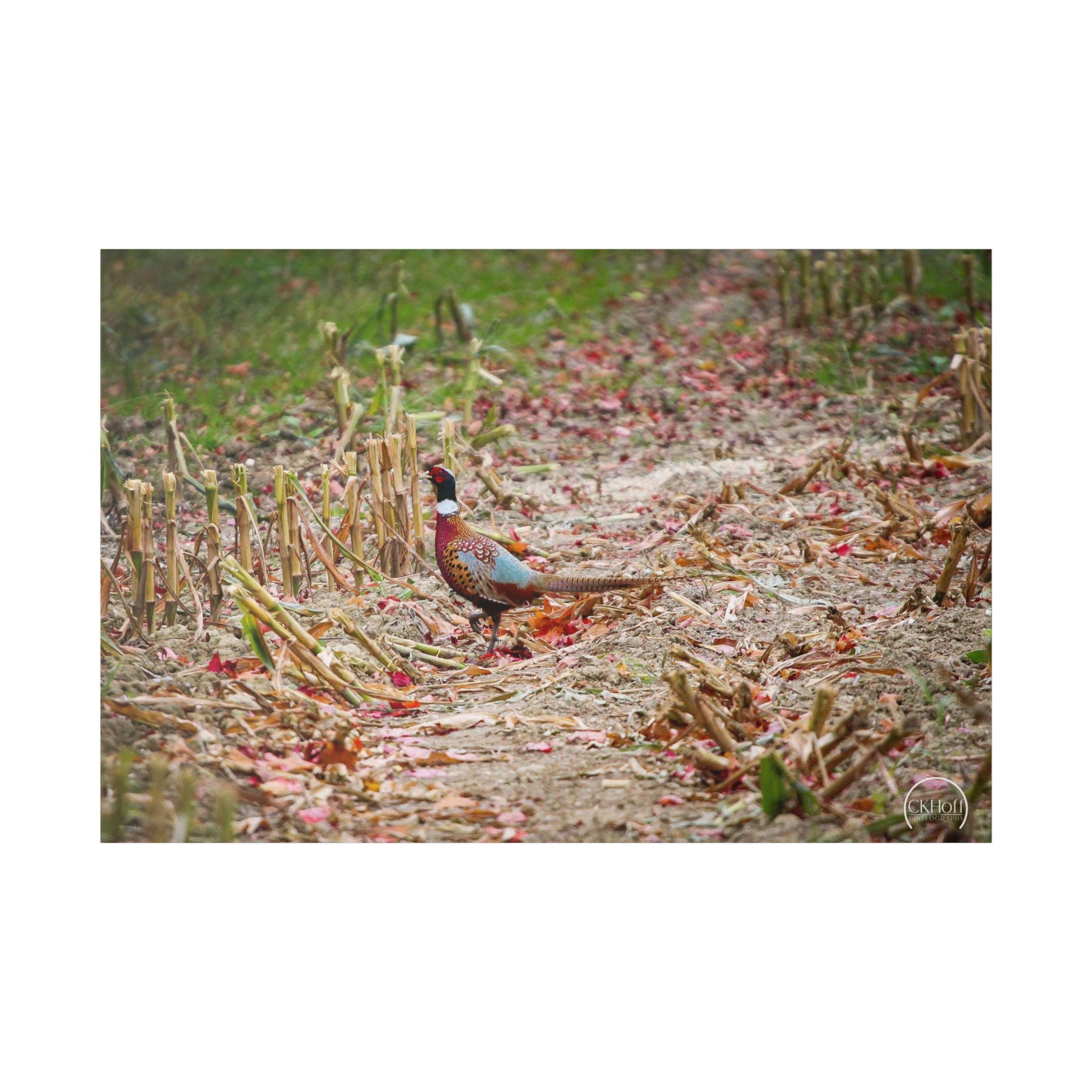 Pheasant in Fall Field Canvas Wall Art — Rustic Wildlife Photography Stretched Canvas