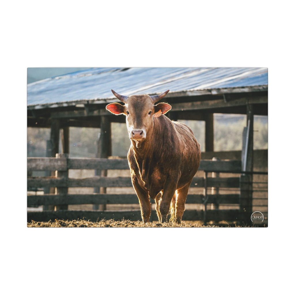 Farmhouse Bull Photo Canvas Print — Rustic Barnyard Wall Art