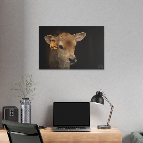 Calf Portrait Stretched Canvas – Rustic Farm Animal Wall Art