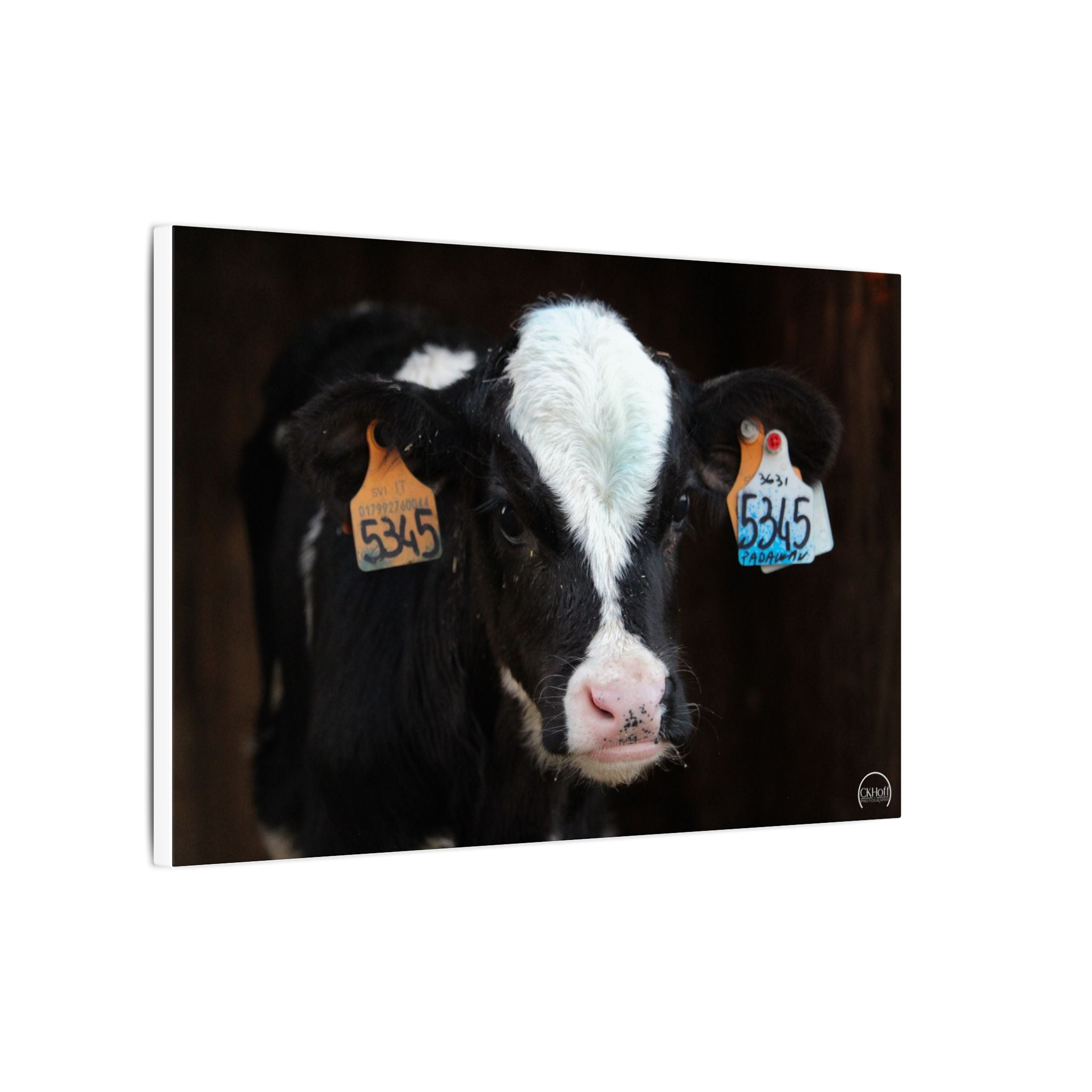 Calf Portrait Matte Canvas Wall Art — Black & White Cow Farm Photography
