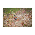 Pheasant Wildlife Matte Canvas Print — Stretched Nature Wall Art