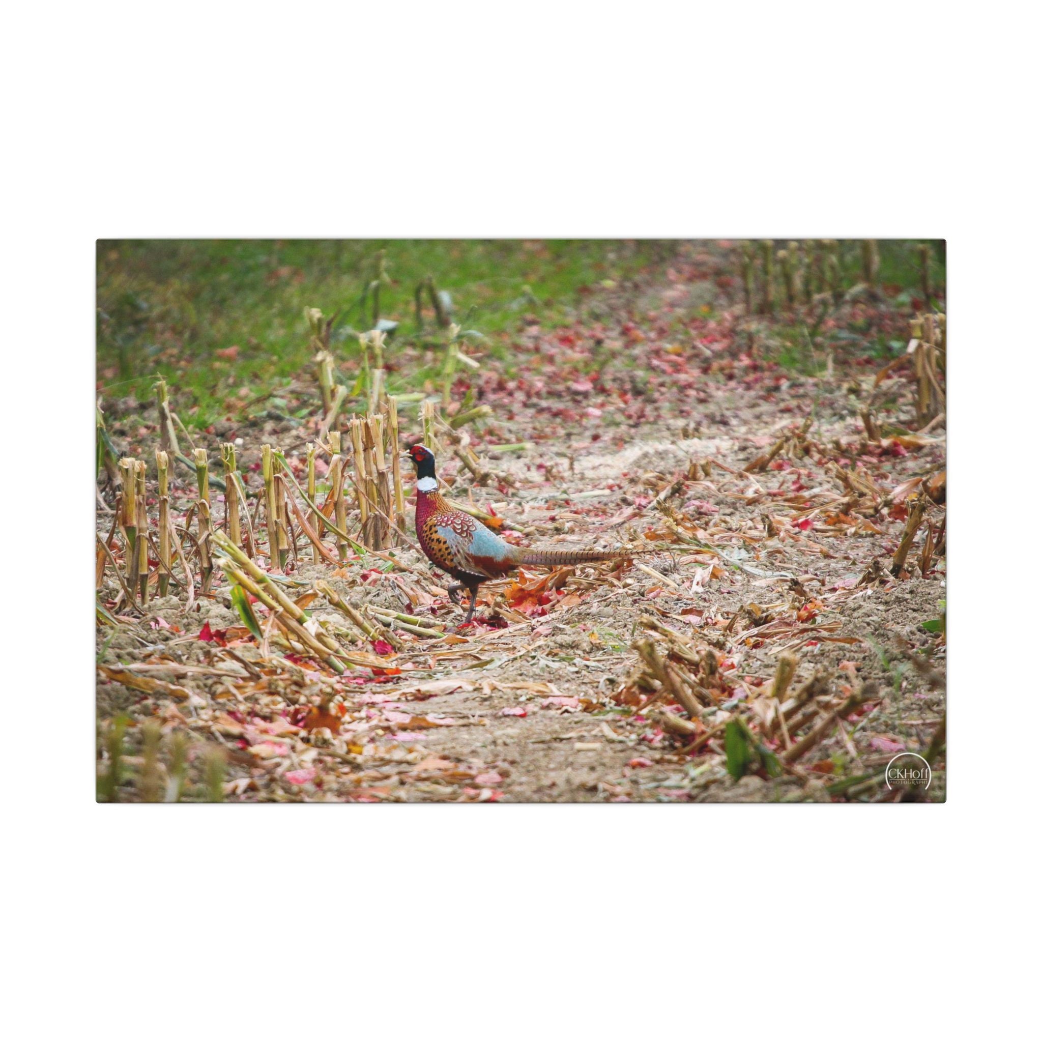 Pheasant Wildlife Matte Canvas Print — Stretched Nature Wall Art