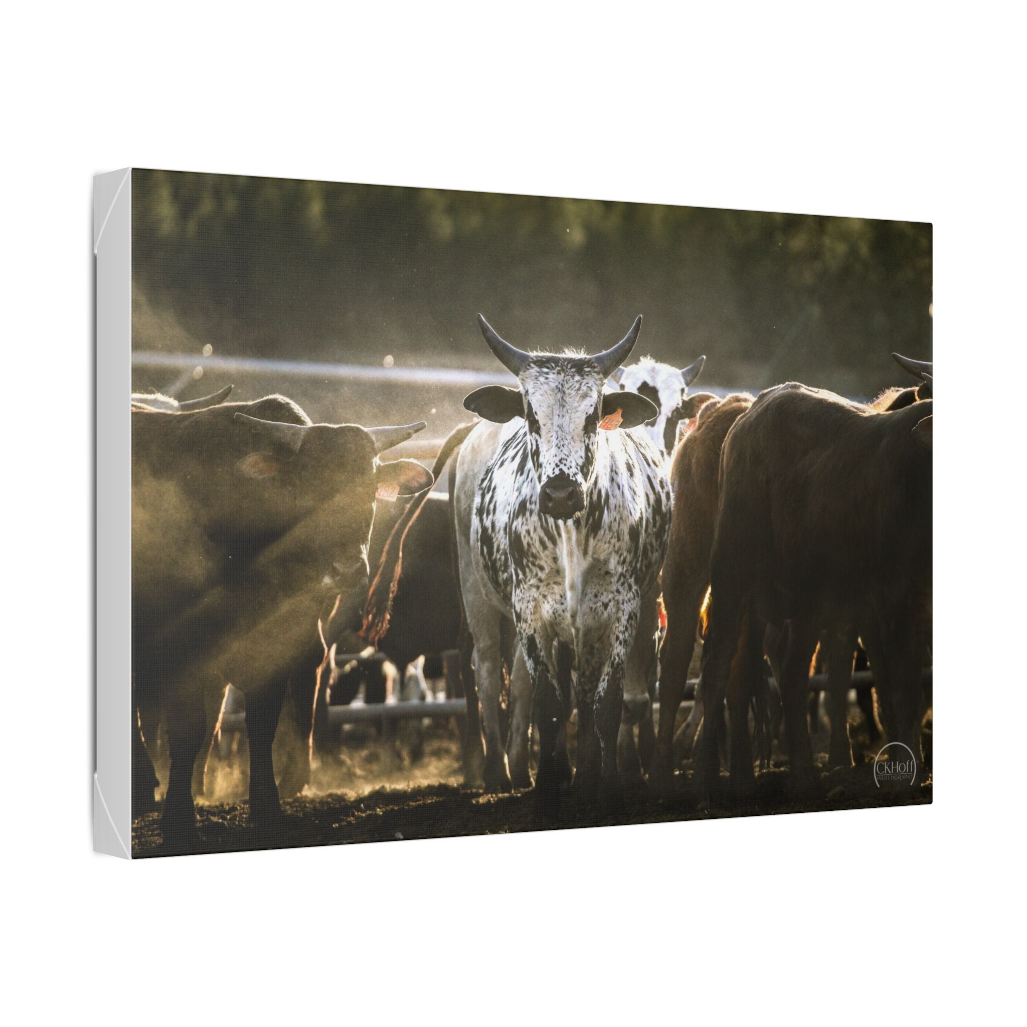 Speckled Bull Canvas Wall Art — Rustic Farmhouse Animal Photography Print