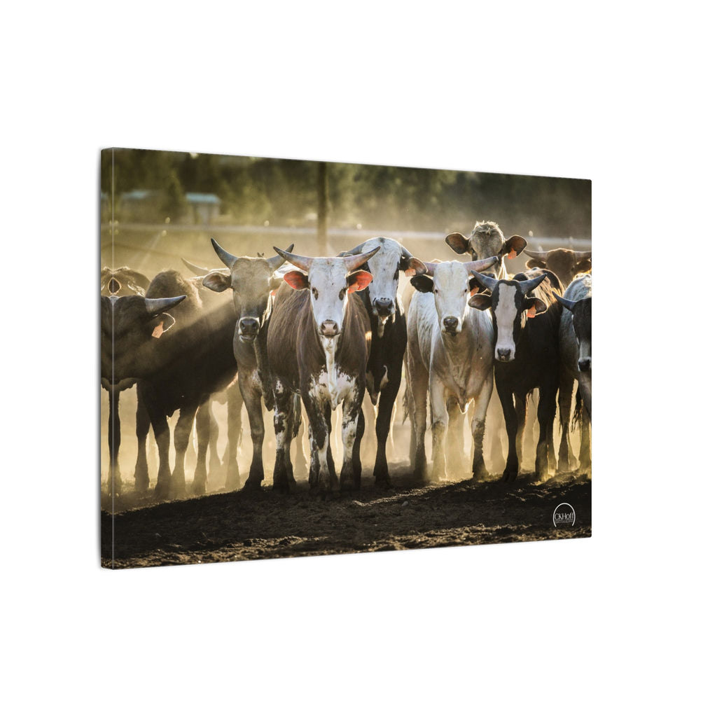 Herd of Bulls Matte Canvas Wall Art — Rustic Farmhouse Photography