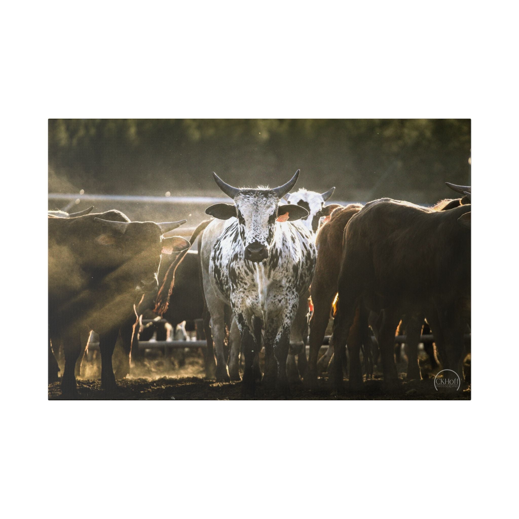 Speckled Bull Canvas Wall Art — Rustic Farmhouse Animal Photography Print