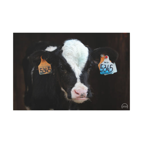 Calf Portrait Matte Canvas Wall Art — Black & White Cow Farm Photography