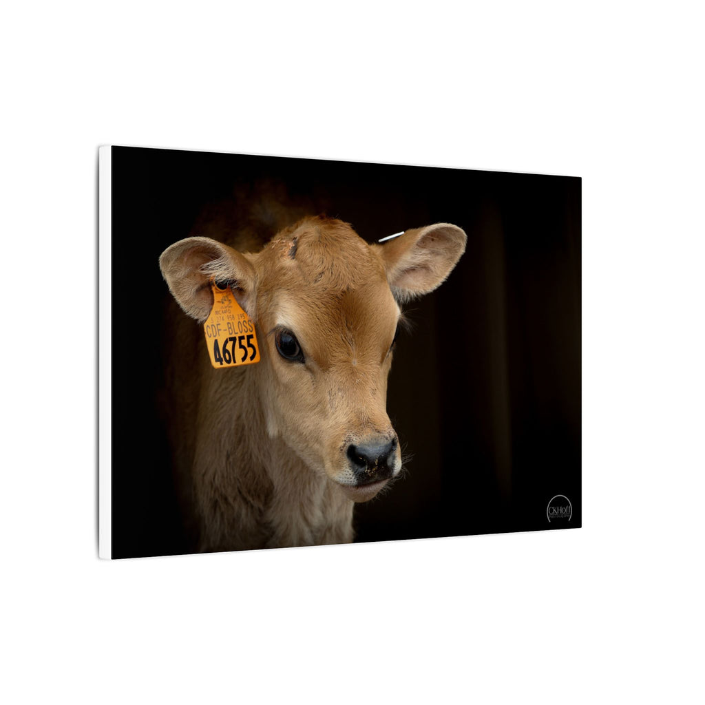 Jersey Calf Portrait Canvas Print — Rustic Farm Animal Wall Art