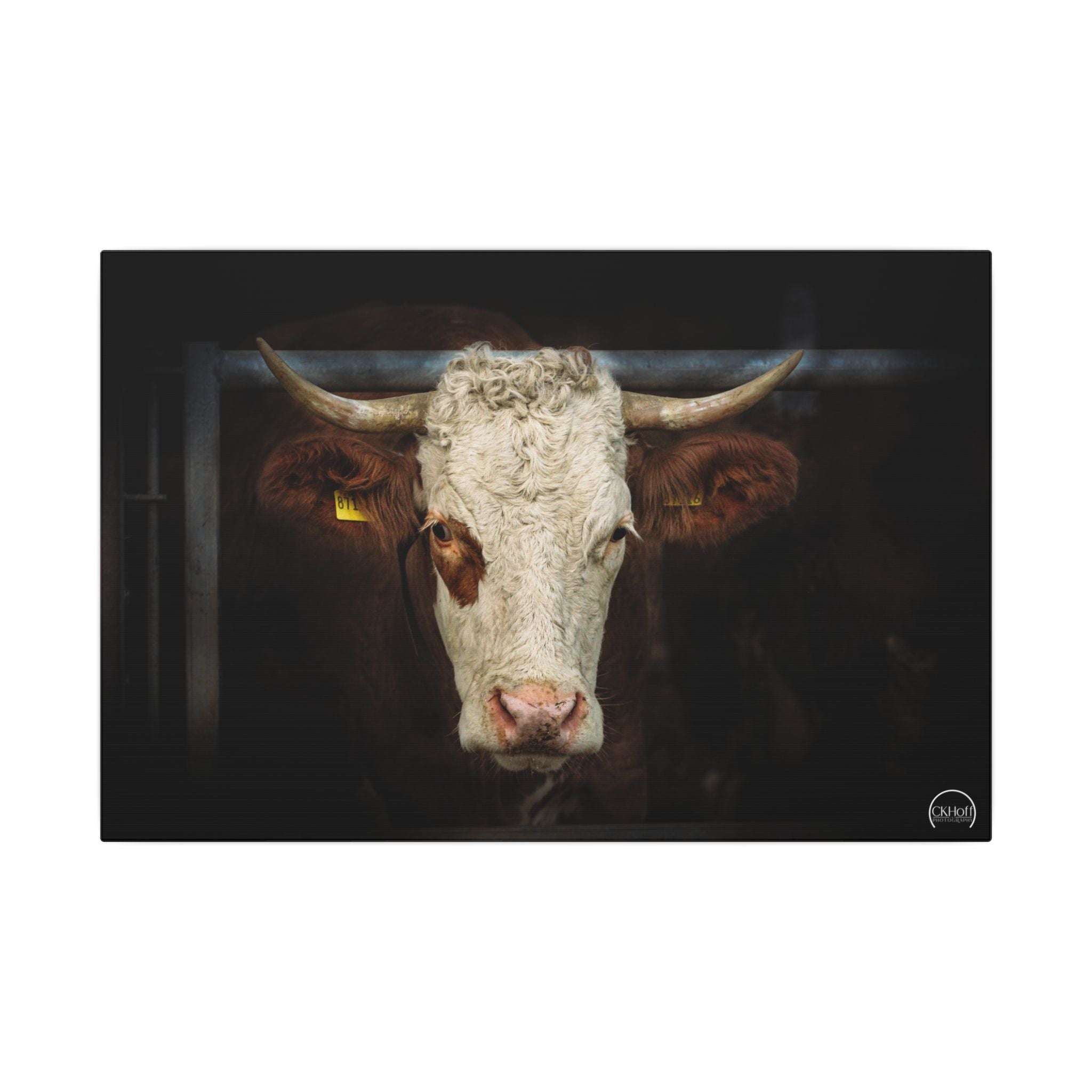 Rustic Hereford Portrait Canvas Wall Art — Matte Stretched Cow Print