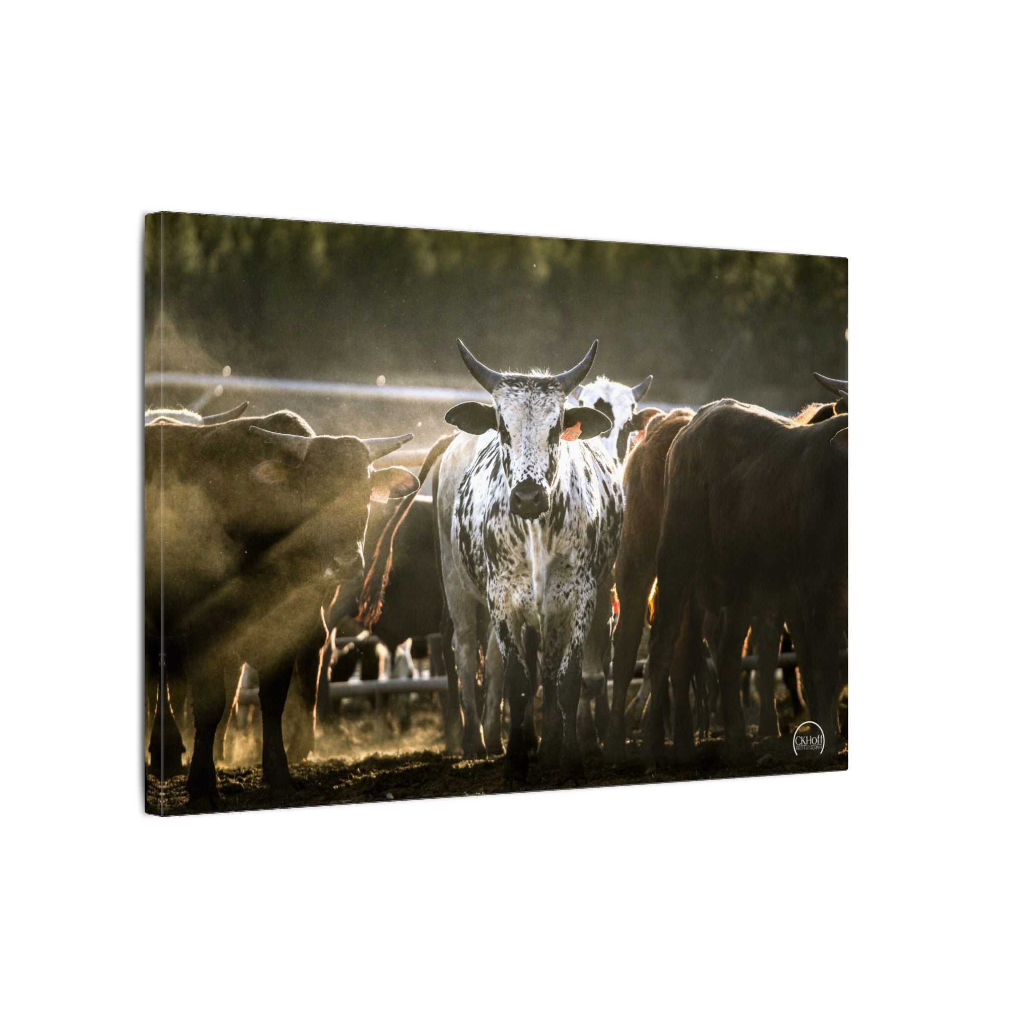 Longhorn Cattle Matte Canvas Wall Art — Rustic Ranch Decor