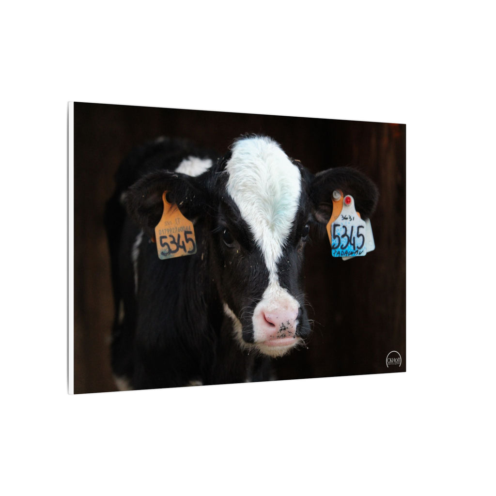 Calf Portrait Matte Canvas Wall Art — Black & White Cow Farm Photography