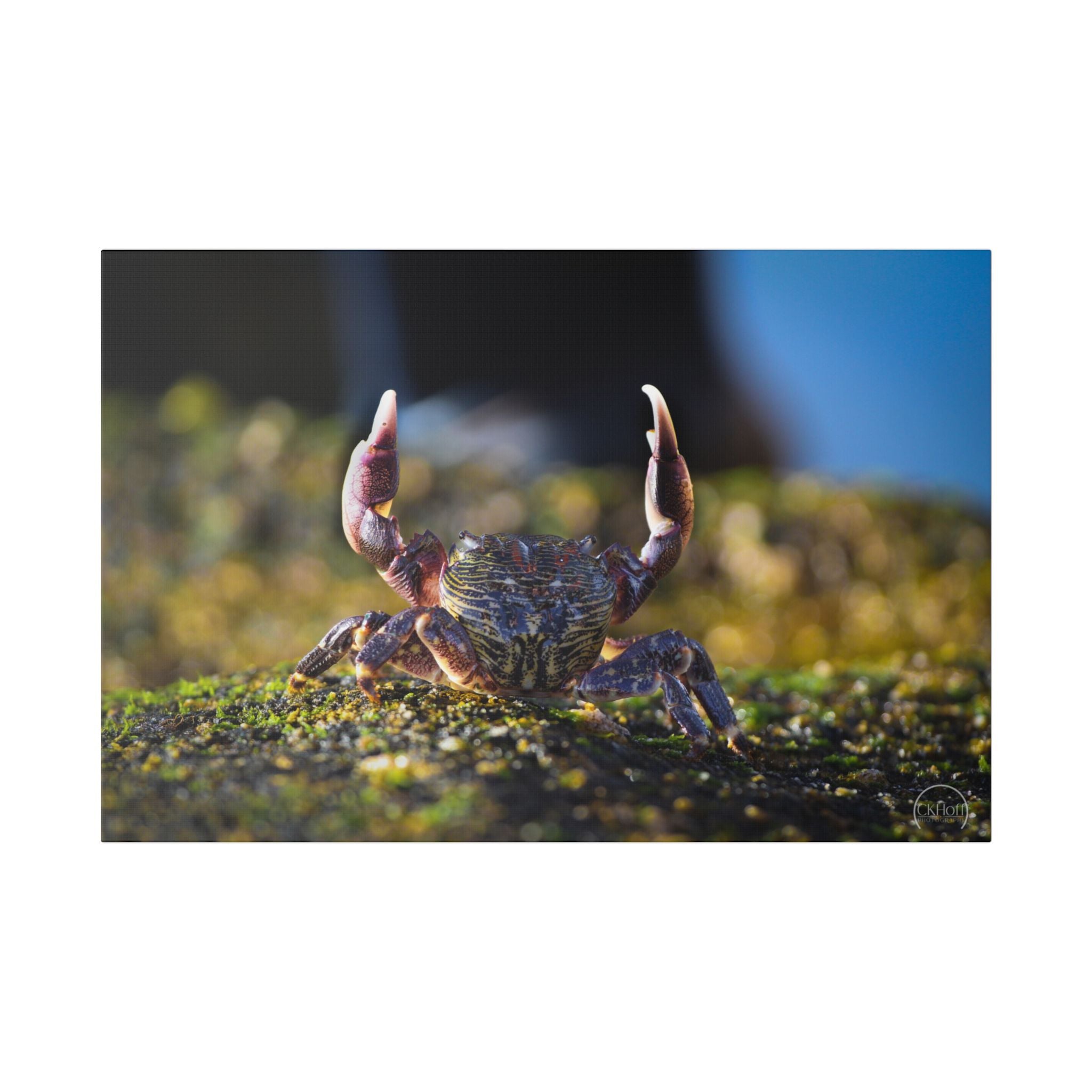 Crab on Moss Canvas Print — Coastal Nature Photography Wall Art