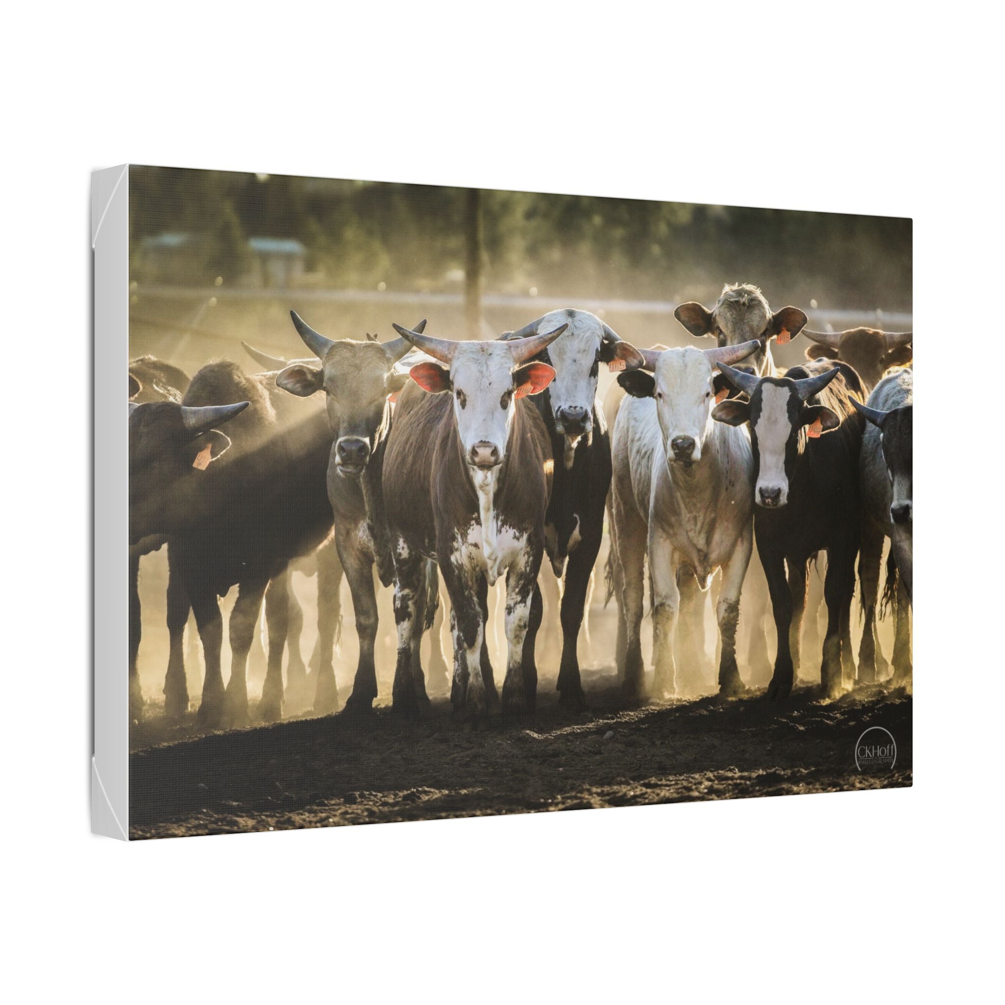Rustic Cattle Herd Canvas Print — Farmhouse Wall Art