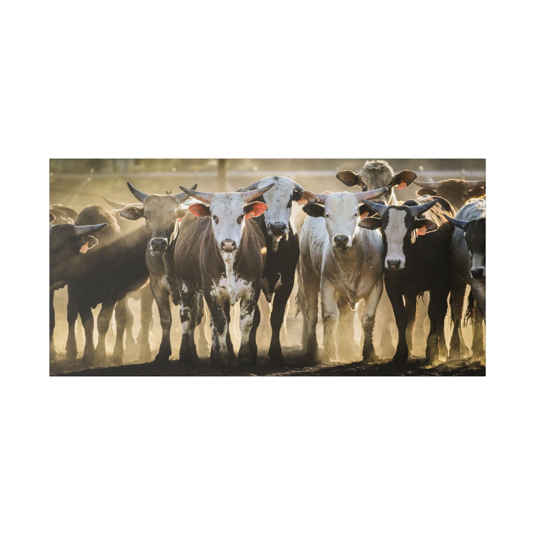 Rustic Cattle Herd Canvas Print — Farmhouse Wall Art
