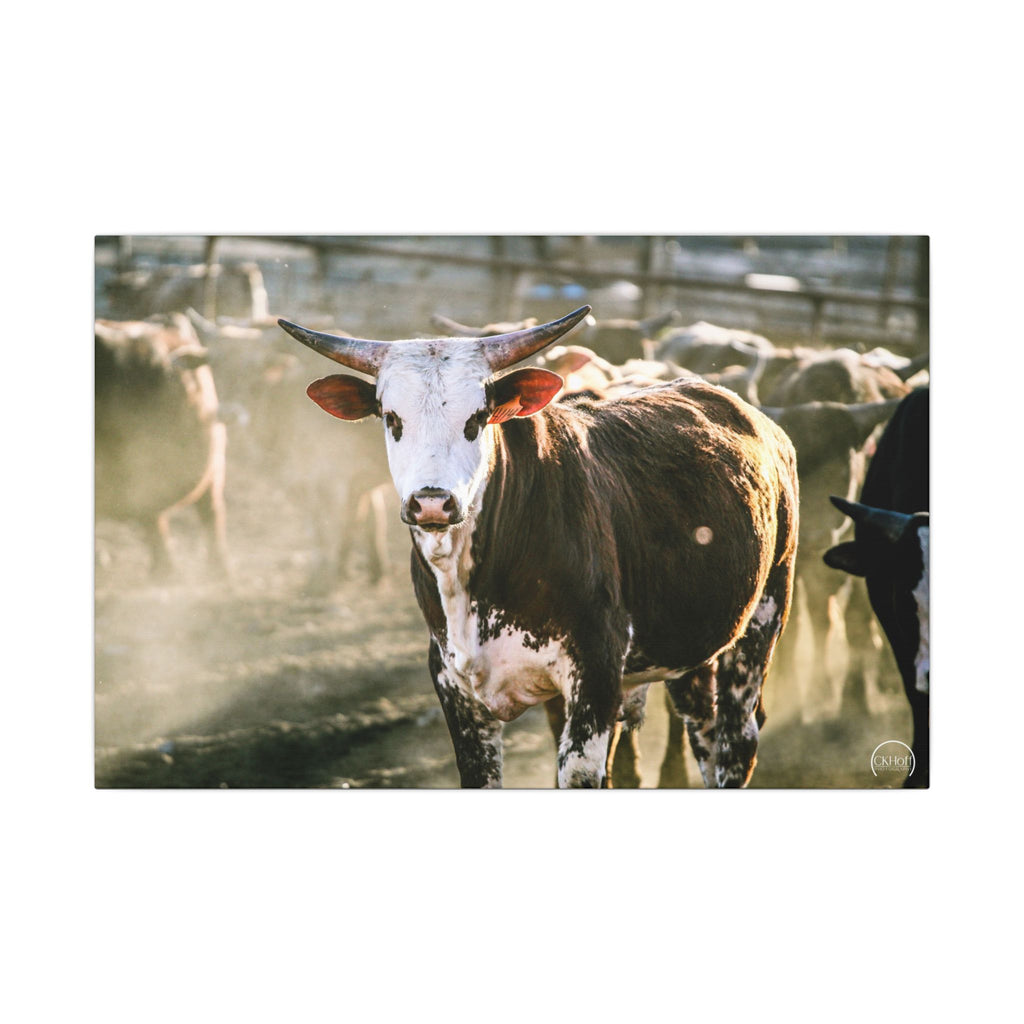 Bucking Bull Matte Canvas Print — Rustic Farmhouse Wall Art