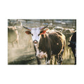 Bucking Bull Matte Canvas Print — Rustic Farmhouse Wall Art