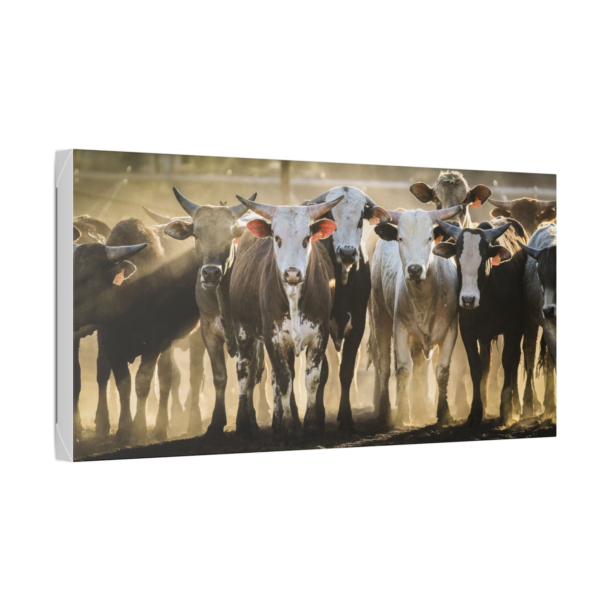 Rustic Cattle Herd Canvas Print — Farmhouse Wall Art