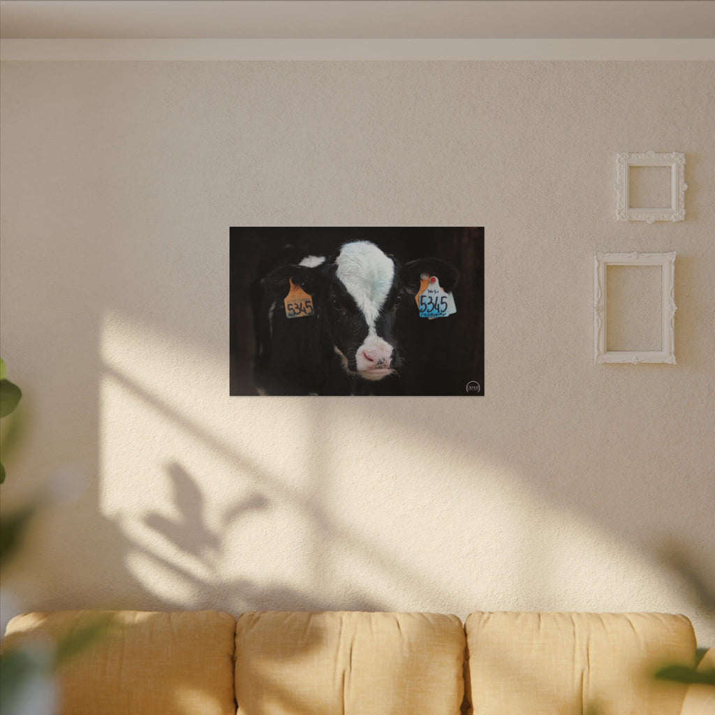 Calf Portrait Matte Canvas Wall Art — Black & White Cow Farm Photography