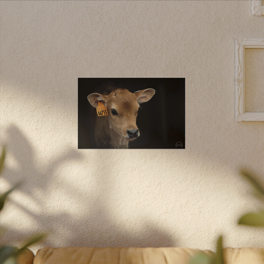 Jersey Calf Portrait Canvas Print — Rustic Farm Animal Wall Art