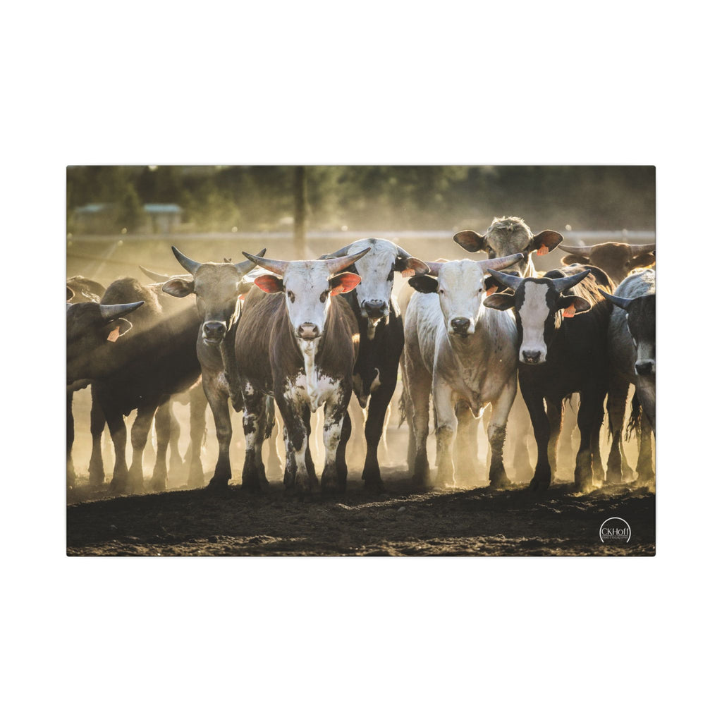 Herd of Bulls Matte Canvas Wall Art — Rustic Farmhouse Photography