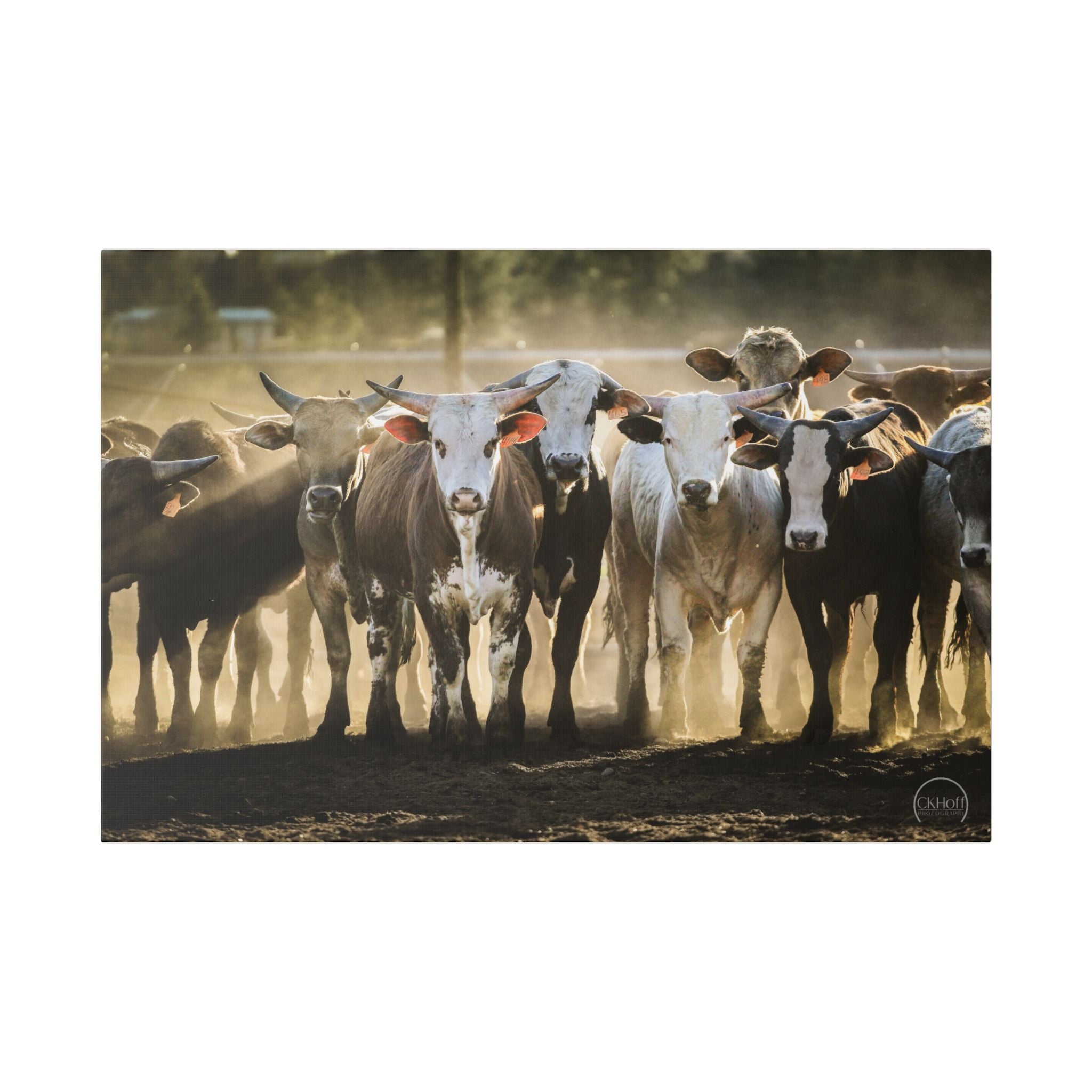 Rustic Cattle Herd Canvas Print — Farmhouse Wall Art
