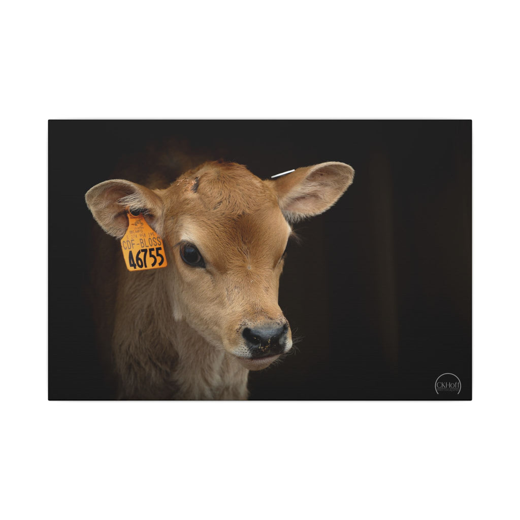 Jersey Calf Portrait Canvas Print — Rustic Farm Animal Wall Art