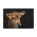 Jersey Calf Portrait Canvas Print — Rustic Farm Animal Wall Art