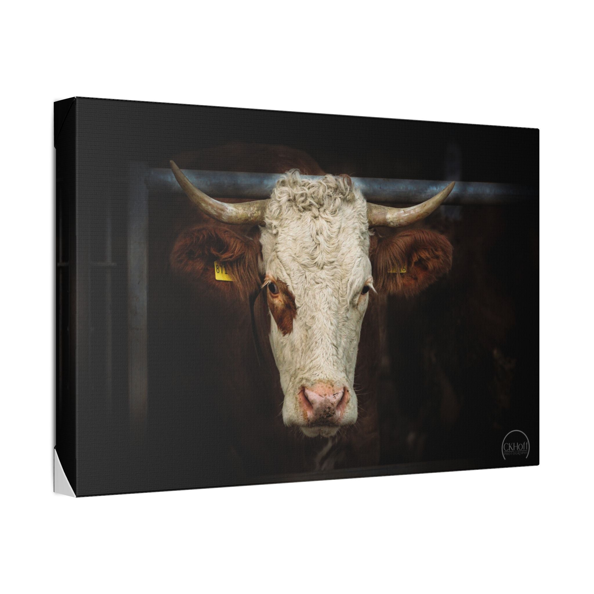 Horned Cow Portrait Canvas — Rustic Farmhouse Wall Art