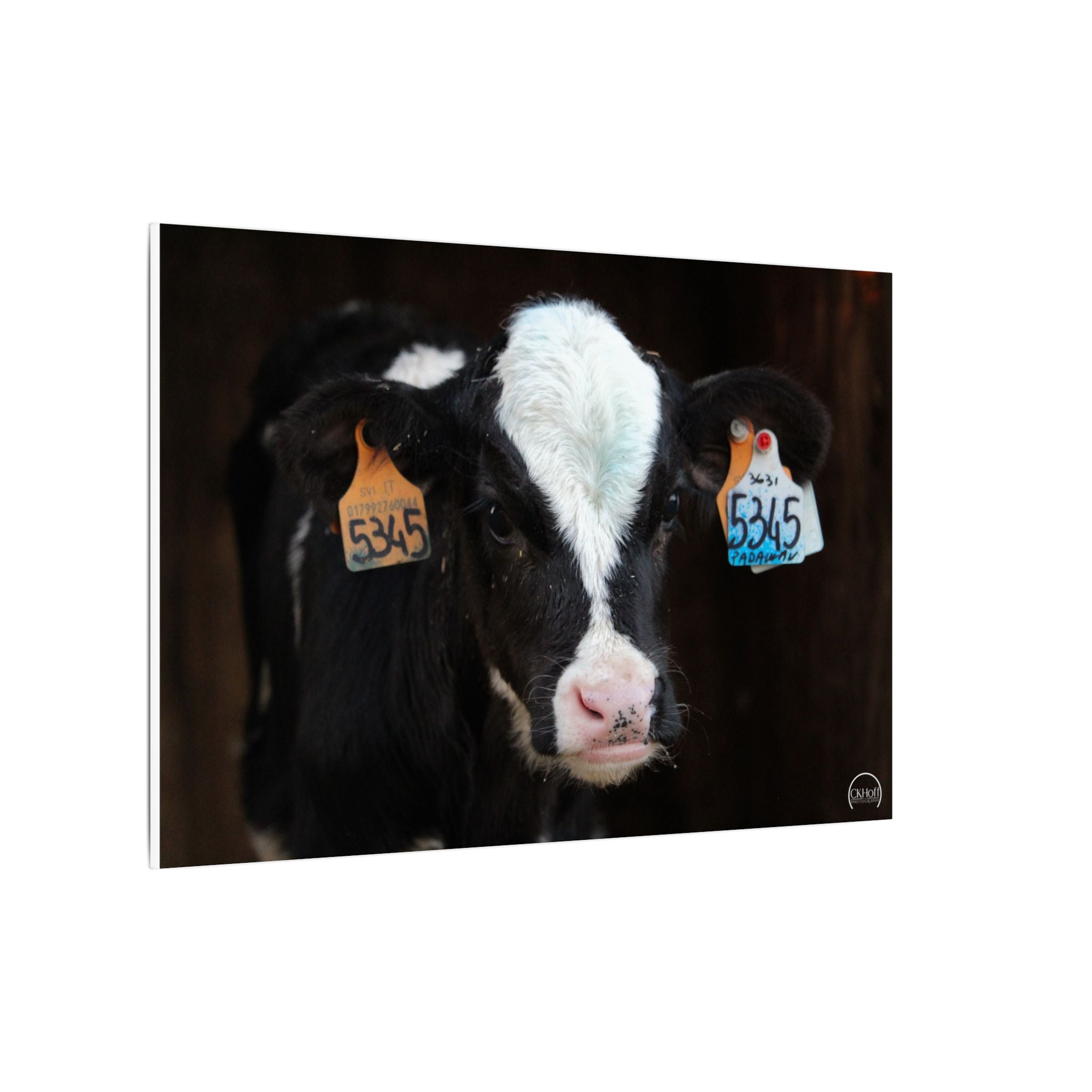 Calf Portrait Matte Canvas Wall Art — Black & White Cow Farm Photography