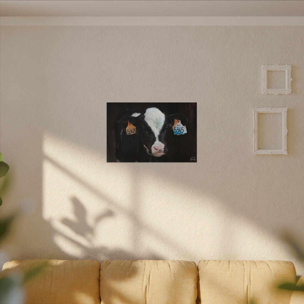 Calf Portrait Matte Canvas Wall Art — Black & White Cow Farm Photography